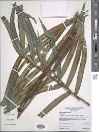 Image result for Amblovenatum opulentum