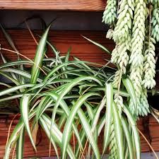 8 Me Gusta 1 Comentarios Santiago Vazquez Elgalponvivero En Instagram Lazodeamor Sedum Paletreciclado Con Imagenes Plantas De Exterior Plantas Cuidado De Plantas