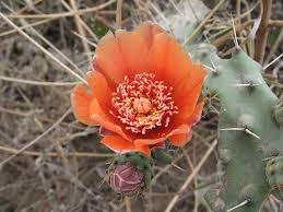 Long, sessile, hermaphrodite and different colors: Close Up Of An Orange Prickly Pear Cactus Flower Cactus Flower Prickly Pear Flowers Flower Close Up