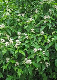 Maybe you would like to learn more about one of these? 8 Shrubs That Will Attract Wisconsin Wildlife To Your Garden