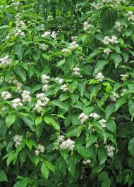 Three locations in southeastern united states and one site in northeastern united states have trees that are 55 m (180 ft) tall. 8 Shrubs That Will Attract Wisconsin Wildlife To Your Garden