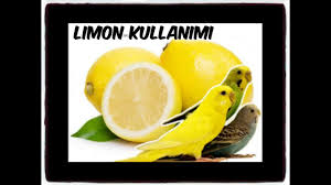 Muhabbet Kuslarinda Limon Kullanimi Youtube