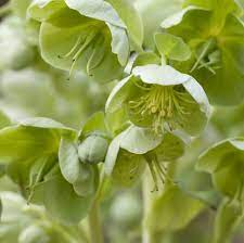 Check spelling or type a new query. 20 Green Flowers Pretty Garden Blooms