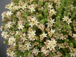 Image result for Sedum ruwenzoriense