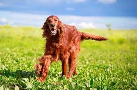 The irishdoodle is a designer breed created through the cross of the irish setter and the standard poodle breed. Irish Doodle A Complete Guide To The Irish Setter Doodle All Things Dogs All Things Dogs