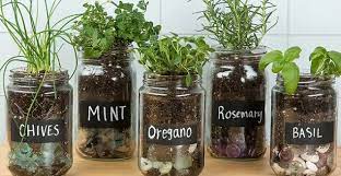 Pilihan paling populer untuk token. Cara Membuat Kebun Mini Tanaman Obat Mudah Dan Praktis Ilmubudidaya Com