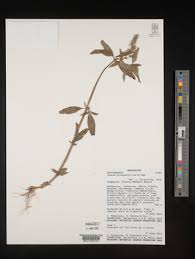 Image result for Exacum oldenlandioides