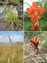 Image result for Gladiolus magnificus
