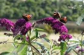 How To Propagate Butterfly Bushes From Cuttings Seeds And Root Division Butterfly Plants Butterfly Bush Grow Butterflies