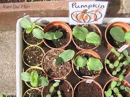 Pumpkins and squash can be grown successfully on almost any good soil where they will receive full sunlight throughout the day. Techsurgeons Access Blocked Growing Pumpkins Planting Pumpkin Seeds Planting Pumpkins