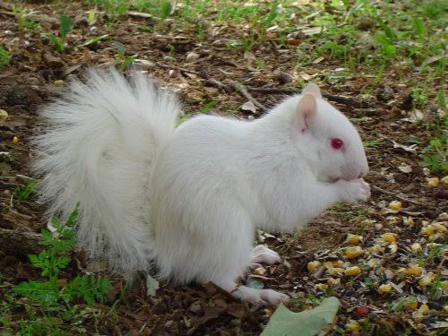 Mga resulta ng larawan para sa Albino Squirrel"