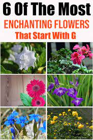 Flowers that start with g pictures. Why Not Make This Six Flowers That Start With G Part Of Your Next Special Event Their Delicate Beauty Will S Beautiful Backyards Ponds Backyard Lavender Plant