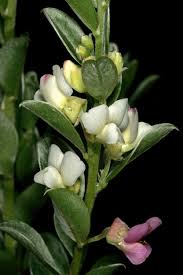 Image result for Podalyria