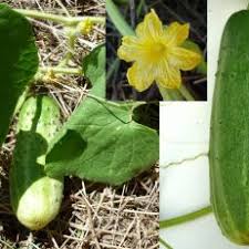 Image result for Cucumis engleri
