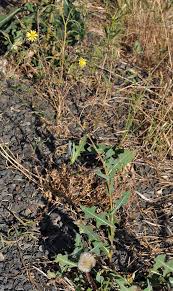 Image result for Lactuca setosa