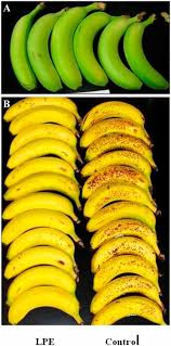 A Postharvest Dip Treatment With