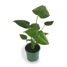 130mm Fruit Salad Plant Monstera Deliciosa Monstera Deliciosa Plants Cheese Plant
