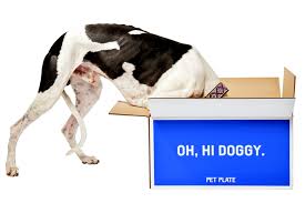 Funeral service malaysia malaysia's #1 funeral service & coffin supplier. The Biggest Trends In The Pet Industry