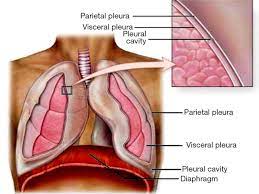 Pleura Space Anatomy Abstract Europe Pmc