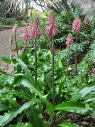 Image result for Veltheimia