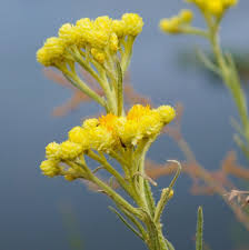 Image result for Helichrysum aureo-nitens