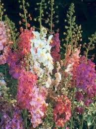Molene De Phenicie Verbascum Phoeniceum Jardins Arbuste Arbre Fruitier