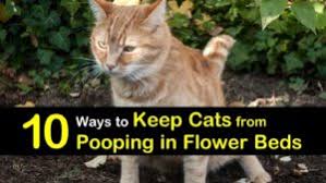 It's the dead of night and a sleek cat named sylvester heads to the little and i can personally attest that the device works wonderfully for keeping the average dog or. 10 Quick Ways To Keep Cats From Pooping In Flower Beds