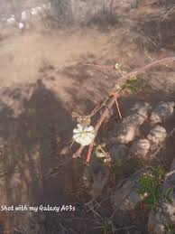 Image result for Acacia brevispica