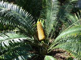 Image result for Encephalartos villosus