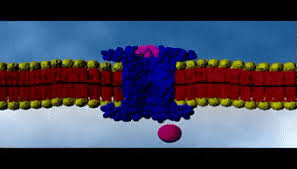 Fact about falling elevator deaths. Best Cell Biology Gifs Gfycat