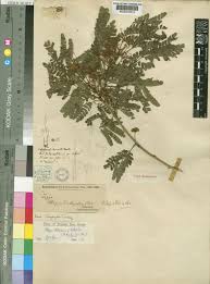 Image result for Albizia petersiana