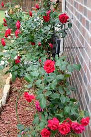 Cutting back the flower stalk to a lower bud encourages the plant to produ. Six Tips For Making Your Rose Blooms Big Beautiful Healthy