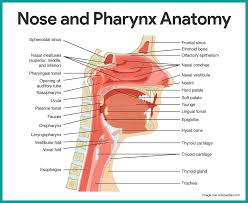 The neck is the start of the spinal column and spinal cord. Respiratory System Anatomy And Physiology Respiratory System Anatomy Anatomy Organs Anatomy And Physiology