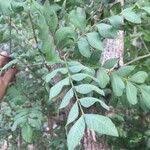 Image result for Ptaeroxylon obliquum