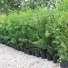 Our western red cedar (thuja plicata) hedge plants are a popular alternative to leylandii. Western Red Cedar Hedge Plants Thuja Plicata Thuya Hedging