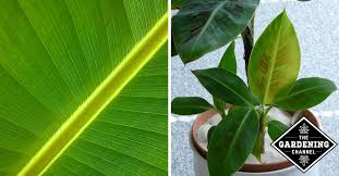 Making your own soil mixture ensures the plants mix two parts of the potting base mix with one part coarse builder's sand for a tropical or holiday cactus, which requires more. How To Grow Your Own Banana Plant Or Banana Tree Gardening Channel