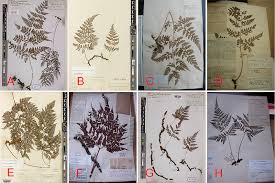 Image result for Davalliaceae