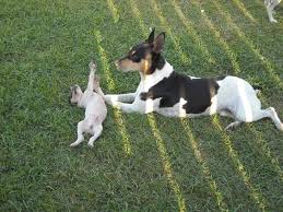 Rat Terrier Puppies Black And Brown Purebred Rat Terrier Pups Rat Terrier Dogs Rat Terrier Puppies Toy Fox Terrier Puppies
