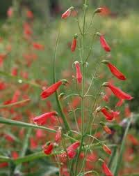 Penstemon Barbatus Coccineus Roter Bartfaden Stauden Winterharte Stauden Pflanzen
