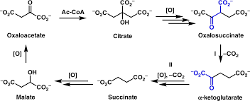 What Is Pyruvate Dehydrogenase Complex (Pdh Complex)? | Oxidative  Decarboxylation Of Pyruvate - Youtube