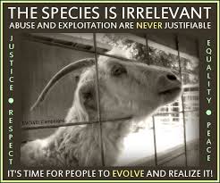 Pin By John Saylers On Animal Rights Animal Activism Animal Rights Animals