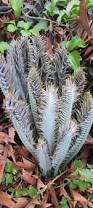 Image result for Encephalartos