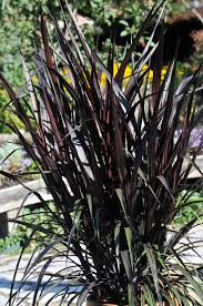 Check spelling or type a new query. Not Too Late To Save Your Purple Fountain Grass Laidback Gardener