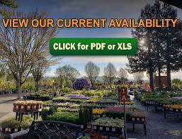At santa rosa dental care, we value our patient relationships, making it our priority to deliver gentle compassionate care that you deserve from a dentist in dr. Plants Shrubs Trees In Santa Rosa Urban Tree Farm Nursery
