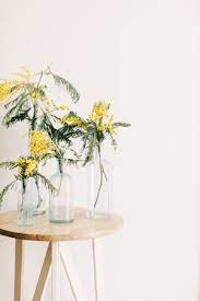 Pin By Online Working On Yellow Mimosa Flower Planting Flowers Yellow Flowers