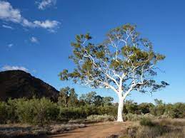 Tree Register National Register Of Big Trees Big Tree Australian Trees Giant Tree