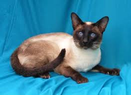 Buy siamese cats from mr n mrs pet the online pet shop. Wicca Cats Savannah Cats And Savannah Kittens Traditional Classic Siamese Cats And Kittens Available For Sale