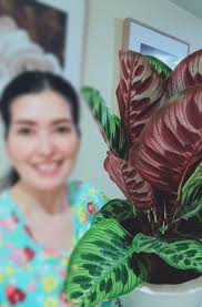 Any tips for peacock plant care?