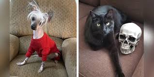 Nationwide mutual insurance company is responsible for this page. Nationwide Pet Insurance Archives Veterinary Practice News