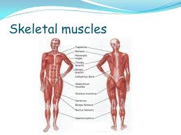 Muscles are all made of the same material, a type of elastic tissue (sort of like the material in a rubber band). Identify Different Types Of Muscle Name The Main Muscles Understand The Way In Which Muscles Enable Movement To Occur Ppt Download